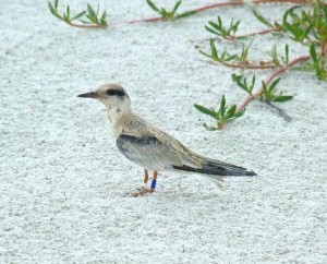 Least Tern Fledge Release on Anna Maria