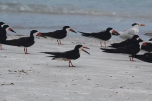 Black Skimmer