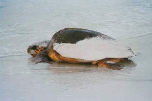 Sea Turtle Nesting on Anna Maria Island